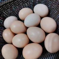 تخم مرغ محلی