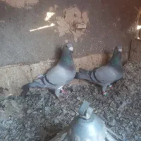 جفت سبز نرماده