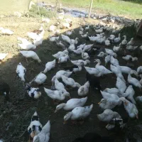 اوردک ۳ماهه|حیوانات مزرعه|گوراب زرمیخ, |دیوار