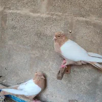 یه جفت سینه زرد.شهر گله دار