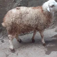 کاور نر ماده