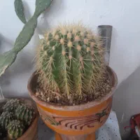 کاکتوس کمیاب