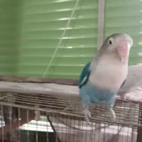 جفت کوتوله بالغ دستی|پرنده|شهرضا, |دیوار