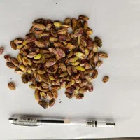 فروش پسته پوک و روآبی