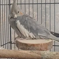 عروس هلندی ماده