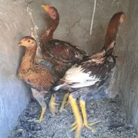 لاری|حیوانات مزرعه|پاکدشت, شهرک امام رضا|دیوار