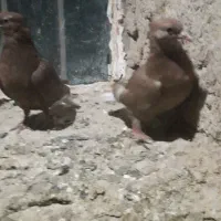 دم سفیدبدون رخ ۱۴ دم پاک|پرنده|چناران, |دیوار