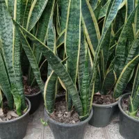 بابا ادم چند بوته  ۲۴۸هزار