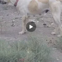 سگ ماده