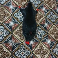 کلاسکه. دوعدد تمیزو خوشکل بزرگ‌|کالسکه و لوازم جانبی|ایذه, |دیوار