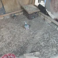 کبوتر سیمونی وکبوتر سینه خرقه کامل دمگیر|پرنده|اصفهان, طامه|دیوار