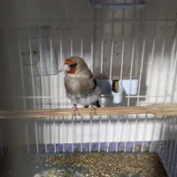 سهره کرمونی جوجه قفس