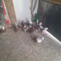 سرخ و دوکت و شازده