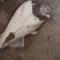 کفتر یا کبوتر و قفس|پرنده|قرچک, پویینک|دیوار