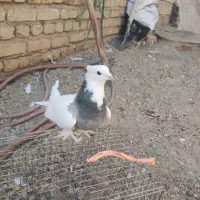 کبوتر طوقی