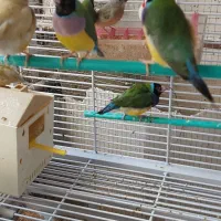 فروش فنچ گلدین .. وعروس هلندی رام|پرنده|همدان, |دیوار