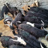 چپش فروشی داریاب