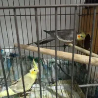 عروس هلندی نر سینامون|پرنده|بندر گناوه, |دیوار