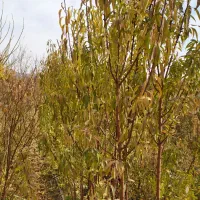 نهال زیتون تلخ زبان گنجشک بادام|خدمات باغبانی و درختکاری|فلاورجان, |دیوار