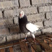 طراح|حیوانات|سوسنگرد, |دیوار