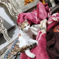 گربه خونگی|گربه|هشتگرد, هشتگرد قدیم|دیوار