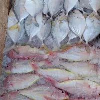 سرخو و مخلوط|خوردنی و آشامیدنی|اهواز, کارون|دیوار