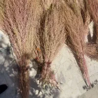 جارو شهرداری ،محلی|لوازم نظافت|اندیمشک, |دیوار