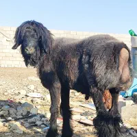 بره قوچی تهه