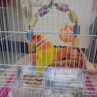 طوطی برزیلی|پرنده|کرج, عظیمیه|دیوار