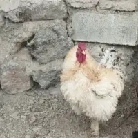 مرغ وخروس زینتی|حیوانات مزرعه|مشگین شهر, |دیوار