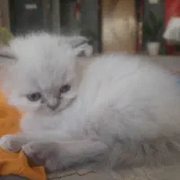 بچه گربه پرشین