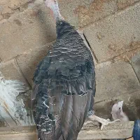 بوقلمون مادر