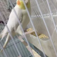 عروس هلندی نر