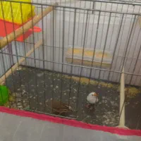 دوعدد فنج دانه ای ۱۵۰|پرنده|هرسین, |دیوار