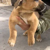 توله پیتکورسو نر و ماده|سگ|تهران, هلال احمر|دیوار