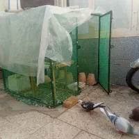 قفس کفتر|لوازم جانبی حیوانات|برخوار, |دیوار