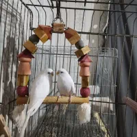 مرغ عشق|پرنده|بندرعباس, |دیوار