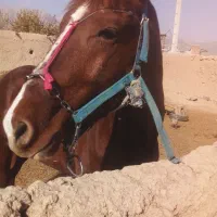 اسب درجه یک چابک|اسب و تجهیزات اسبسواری|بجنورد, |دیوار