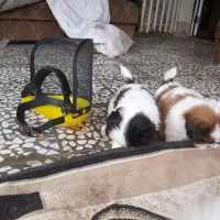 واگزاری توله شیتزو سوپرفلت|سگ|شیرگاه, |دیوار