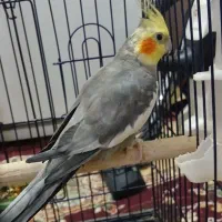 عروس هلندی