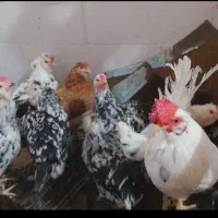 فروش مرغ گلین پنگوئنی