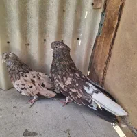 کبوتر سرور اتشی