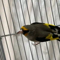 جوجه سهره دورک رسمی