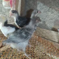 تخم مرغ نطفه دار گلین لری|حیوانات مزرعه|شهرضا, |دیوار