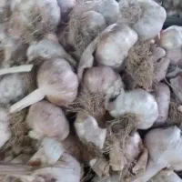 سیر بذری