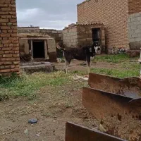 واگذاری|سگ|میاندوآب, |دیوار