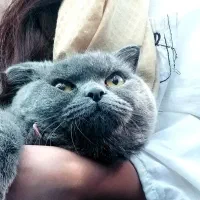 گربه اسکاتیش فولد