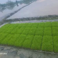 توم هاشمی و علی کاظمی