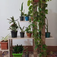 تعدادی گل به همراه استند ام دی اف