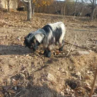 بزغاله|حیوانات مزرعه|لنجان, |دیوار